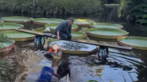 lily pad weight contest.