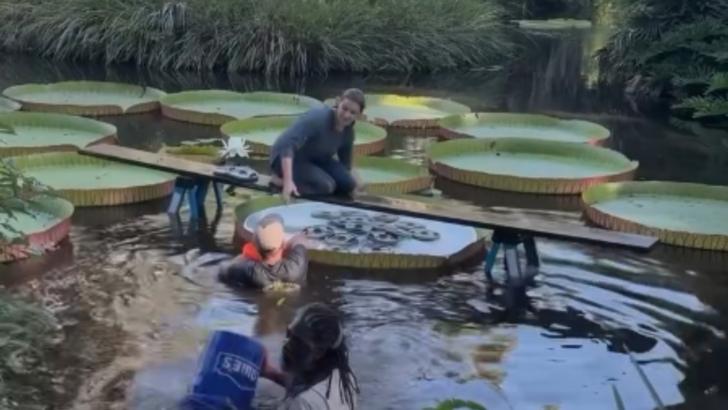 How Much Weight Can Giant Lily Pads Hold? Botanical Gardens Are Competing to Find Out