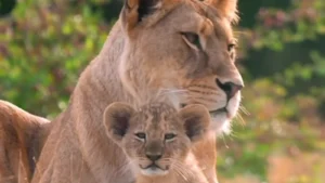 Rare Lion Cubs Explore Outside for First Time at Zoo, and They’re Already Getting Curious