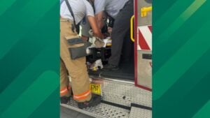 man rescued after shark attack