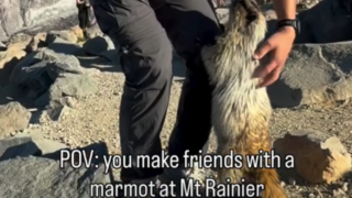 marmot-and-influencer.