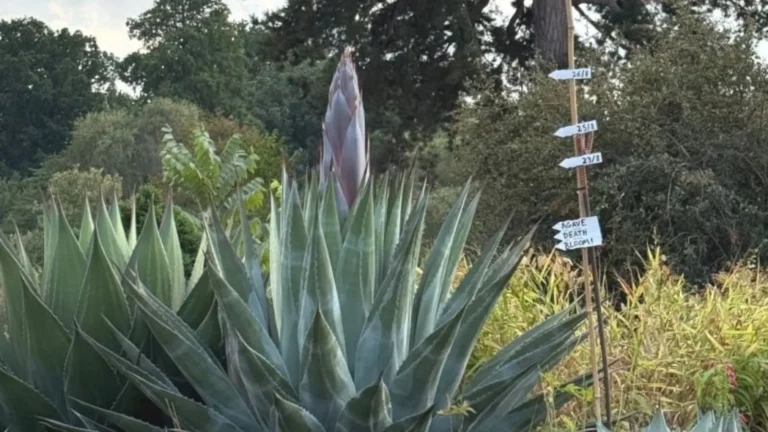 mountain agave.