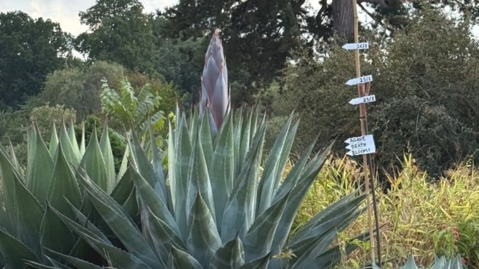 mountain agave.