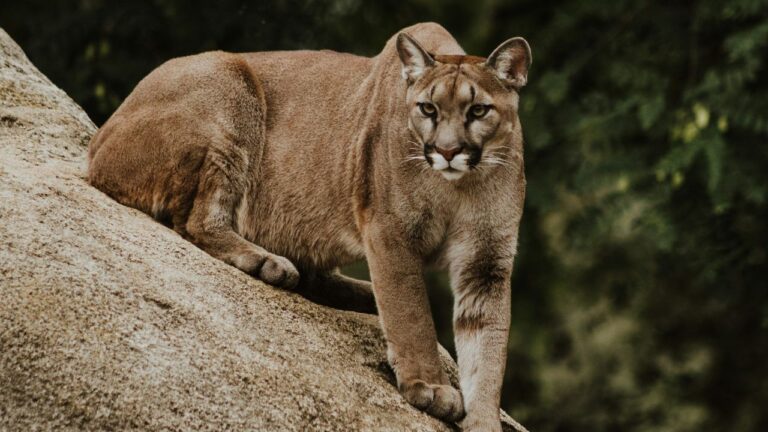 mountain-lion.
