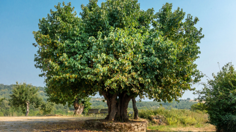 mullberry tree stock photo.