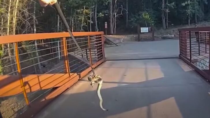 Animal Control Officer Relocates Rattlesnake From a Colorado Trail Bridge, Locals Are Grateful