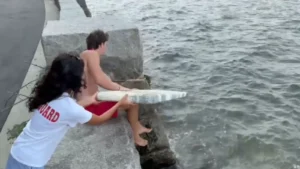 Beachgoers and Lifeguards Rush to Save Raccoon Trapped Above the Waves