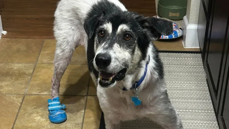 rescued dog.