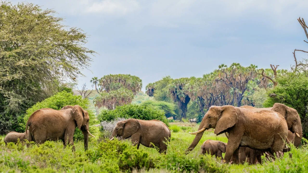 safari.