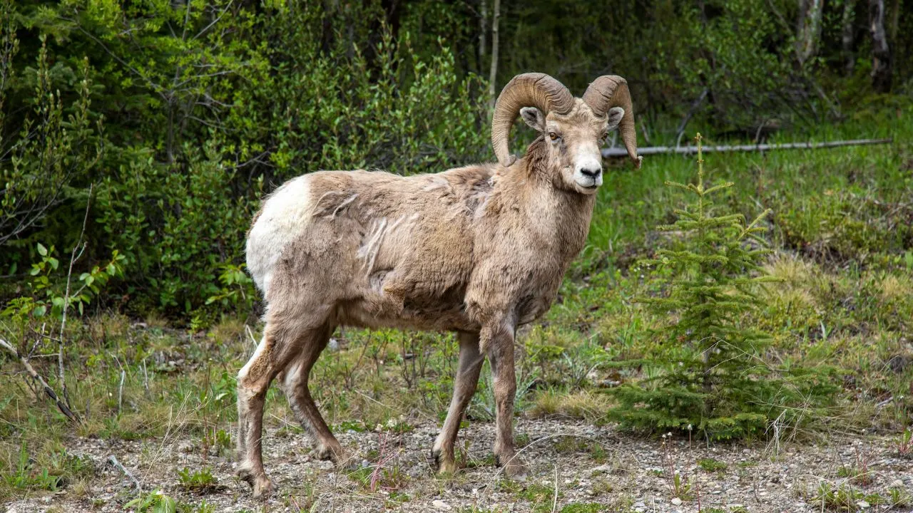 sheep.