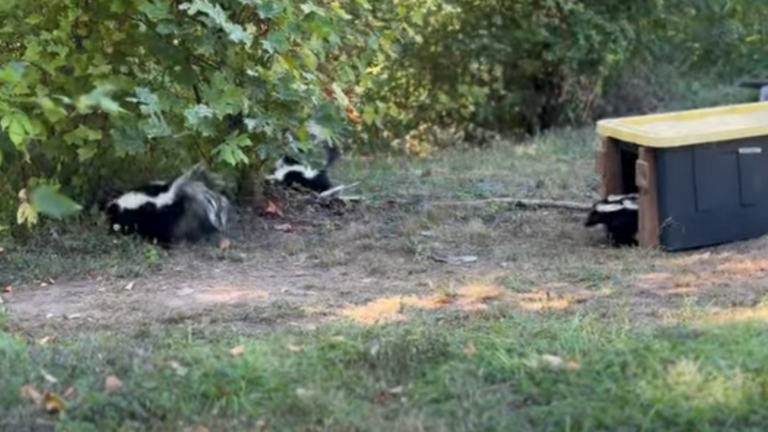 skunks returning to the wild.