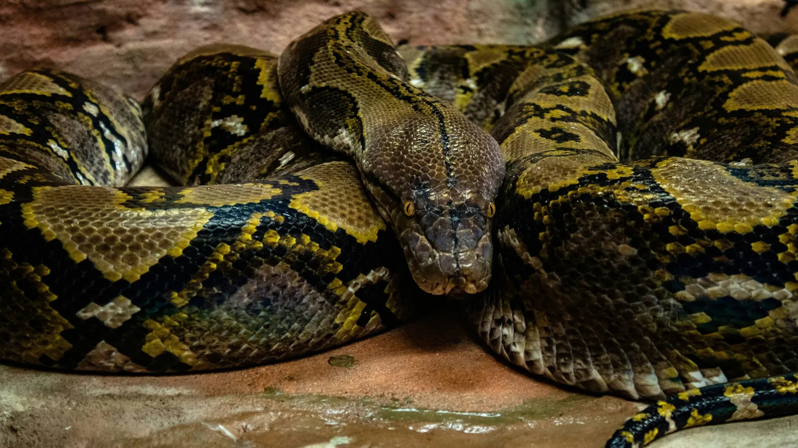 stock photo Burmese Pythons.