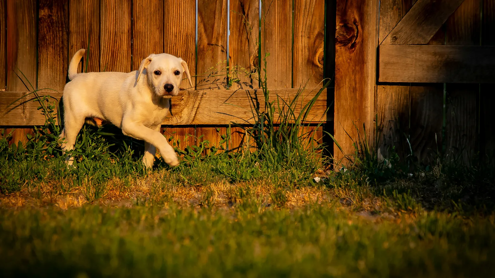 stock photo dog.
