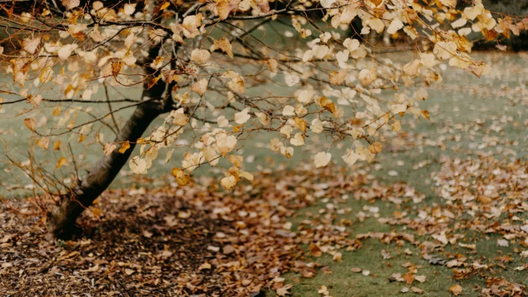 stock photo leaves from tree.