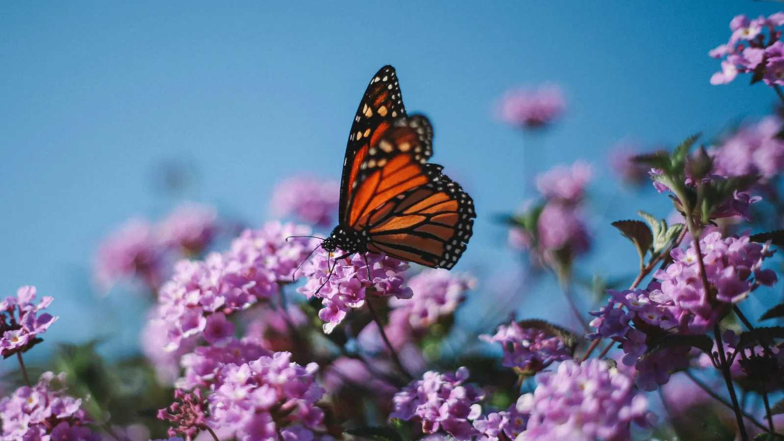 stock photo monarch butterfly.