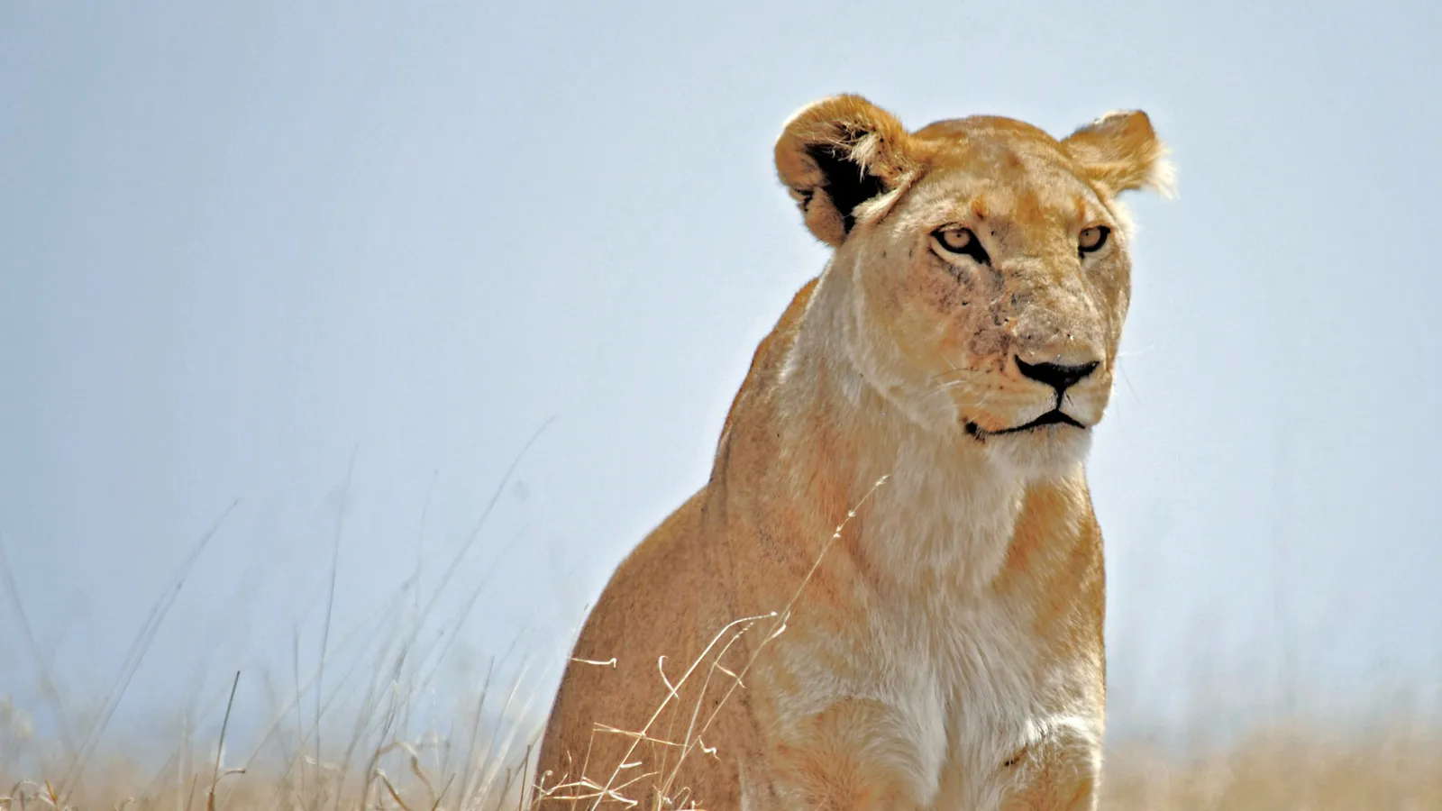 stock photo of a lion.