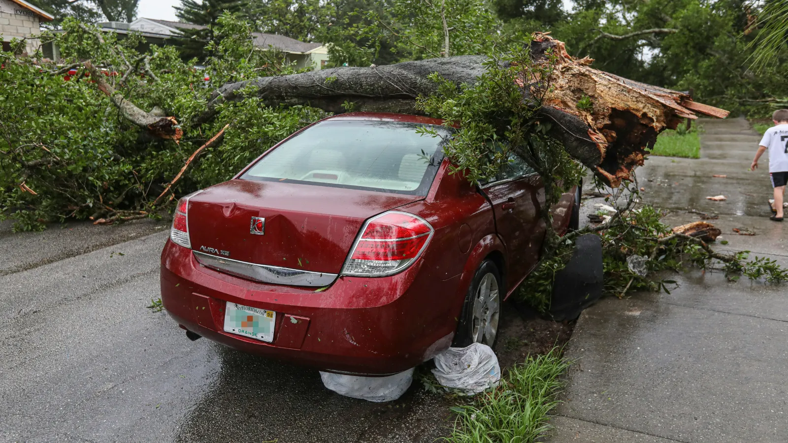 stock photo of fallen tree on car.