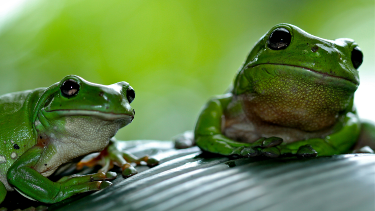 stock photo of frogs.