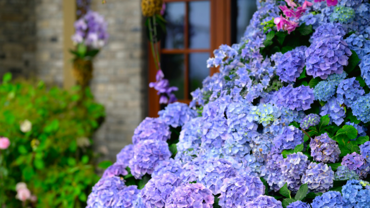 Rhode Island Gardener Shares How to Get Bigger Hydrangeas Year After Year