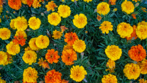 stock photo of marigolds.