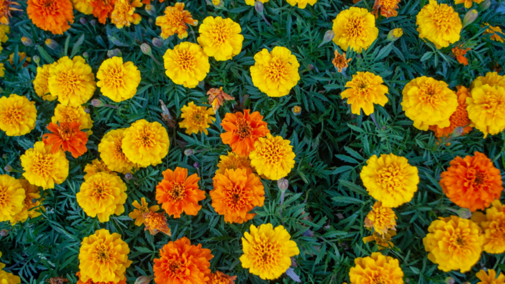 Move Over, Mums: Marigolds Are Emerging as the New Favorite Fall Flower
