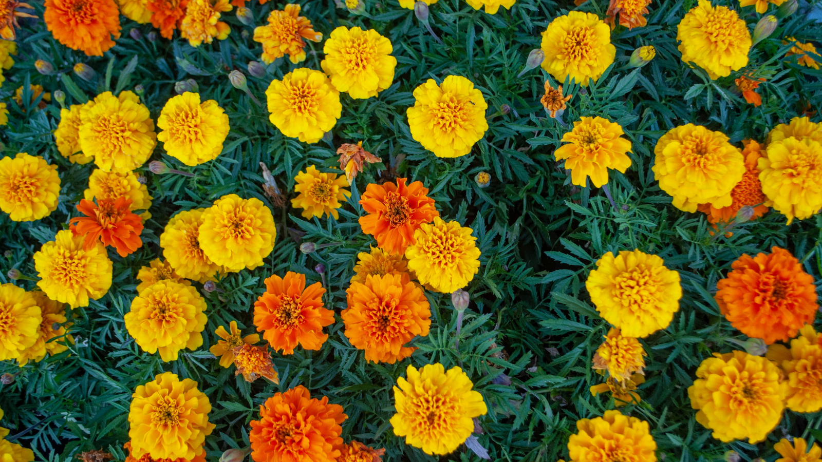stock photo of marigolds.