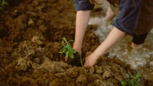 Grand Rapids is Paying Neighbors to Help Plant Trees and Encourage More Green Space