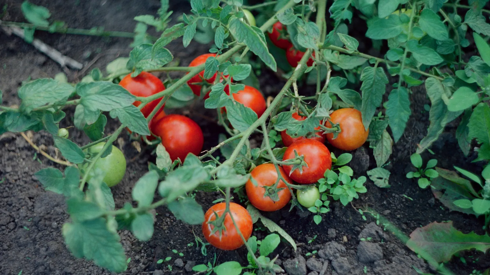 stock photo of tomatoes.
