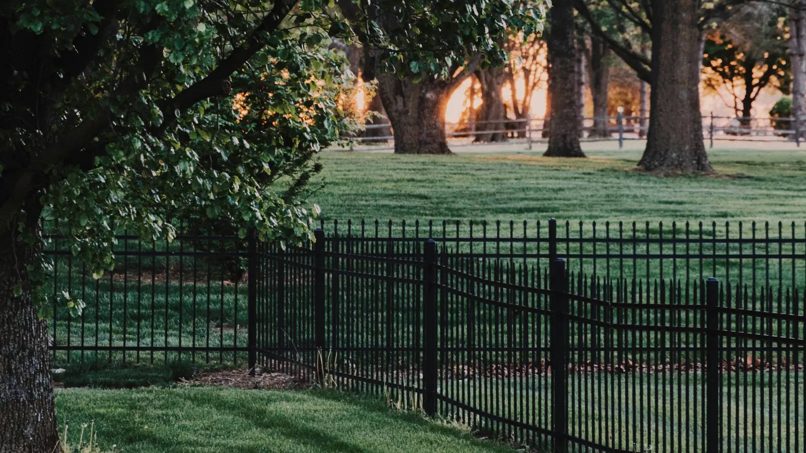 stock photo of trees.