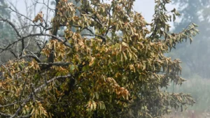 Homeowner Claims Neighbor is Trying to Kill Property-Line Tree with Weed Killer