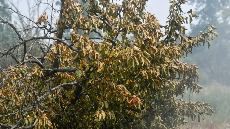 stock photo of withered tree.