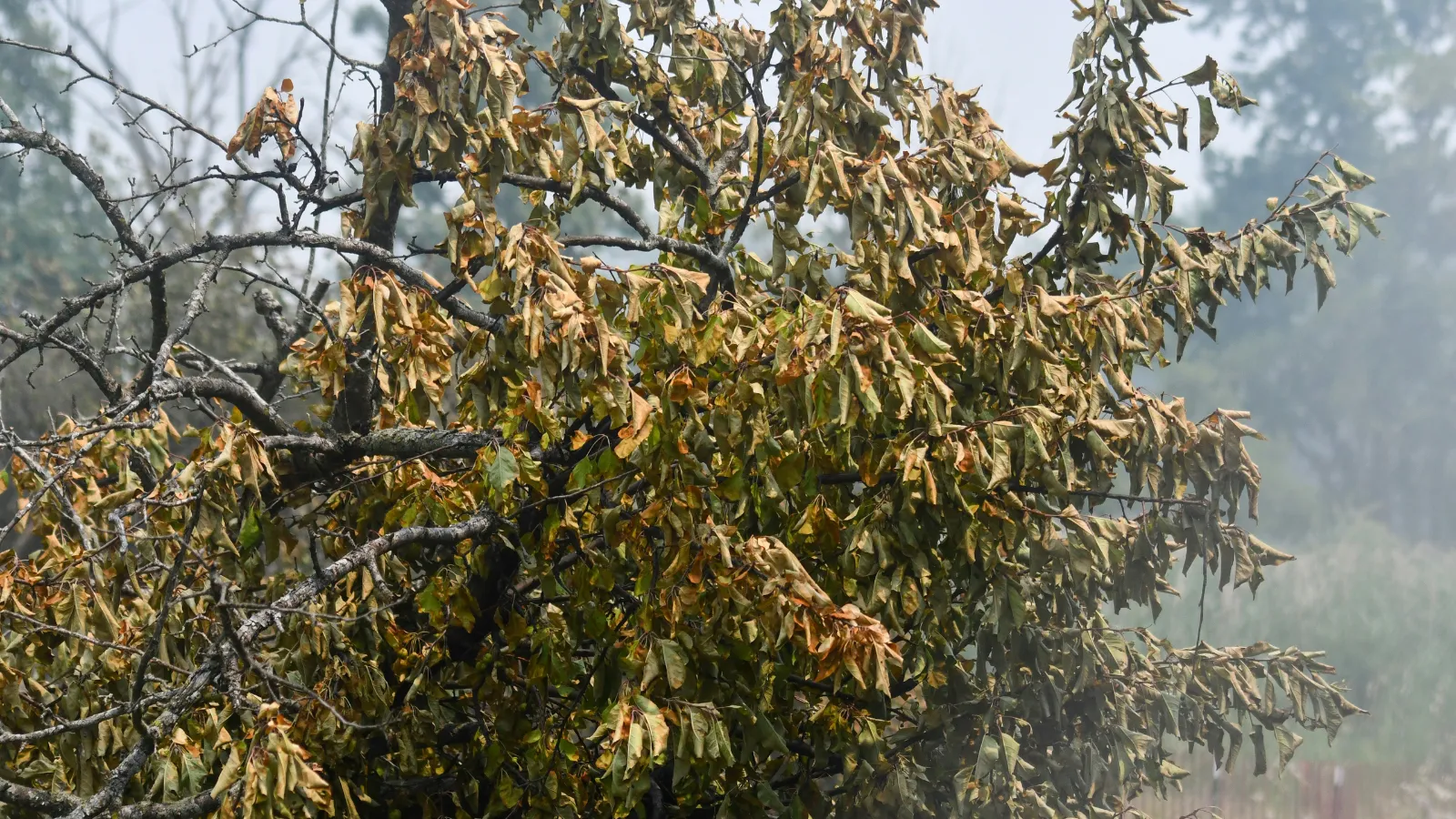 stock photo of withered tree.
