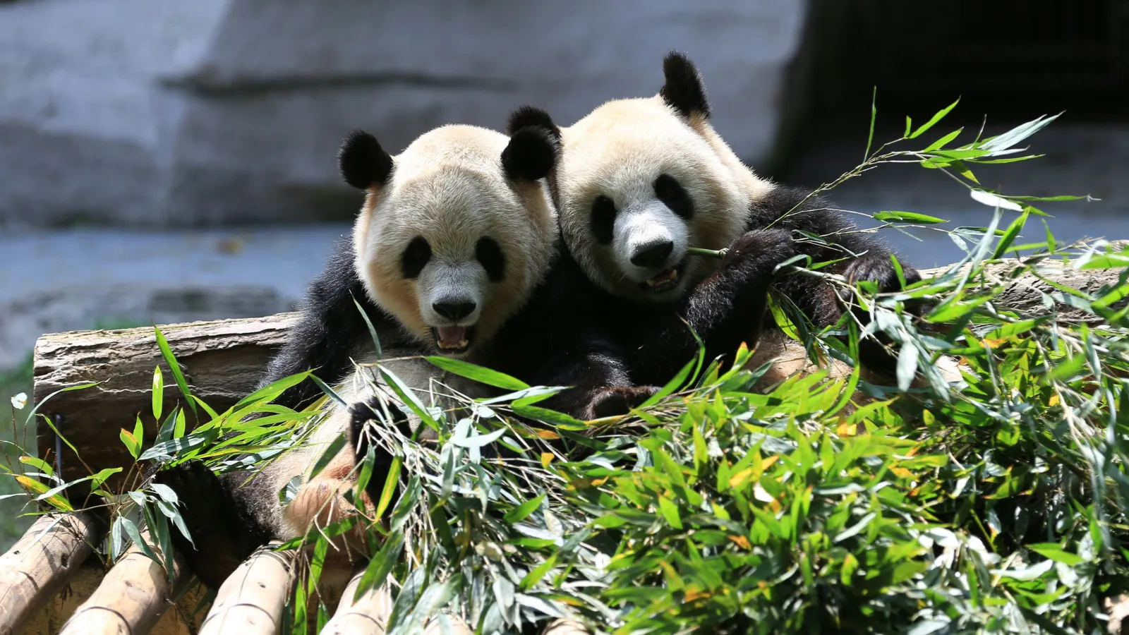 stock photo pandas.