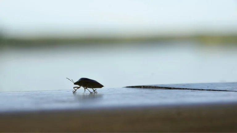 stock photo stink bug.