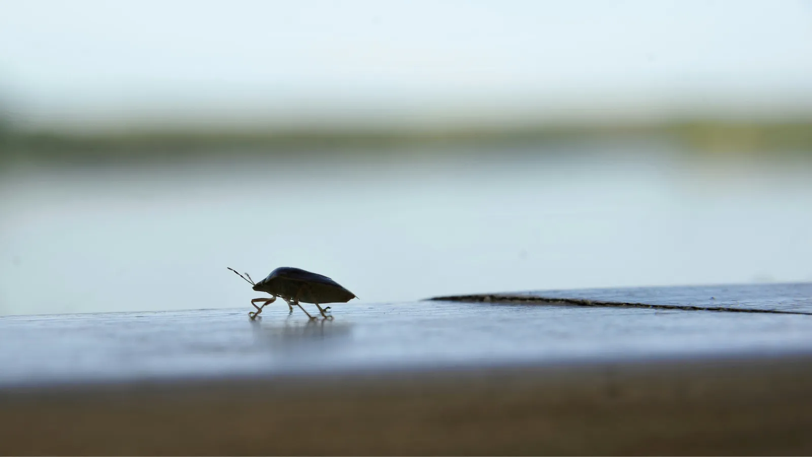 stock photo stink bug.