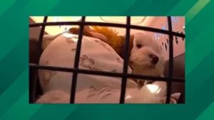 Man Takes Puppy Without Paying, Detectives Track Him Down