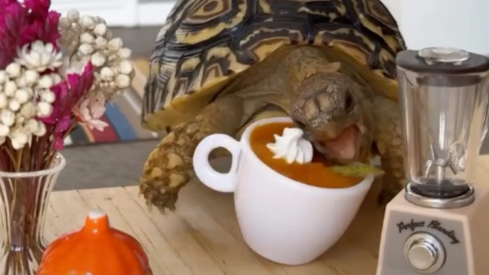 tortoise eating.