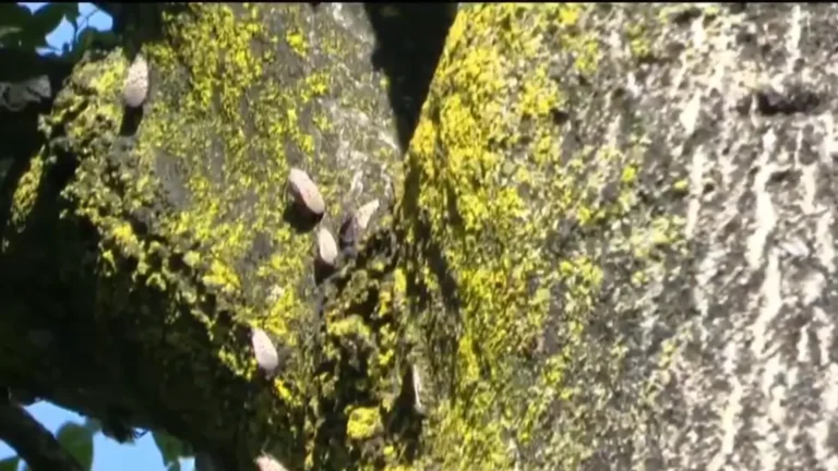 tree of heaven with bugs.