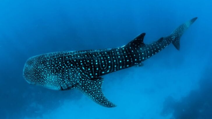 Two Whale Sharks Surface Beside a New York Wildlife Boat
