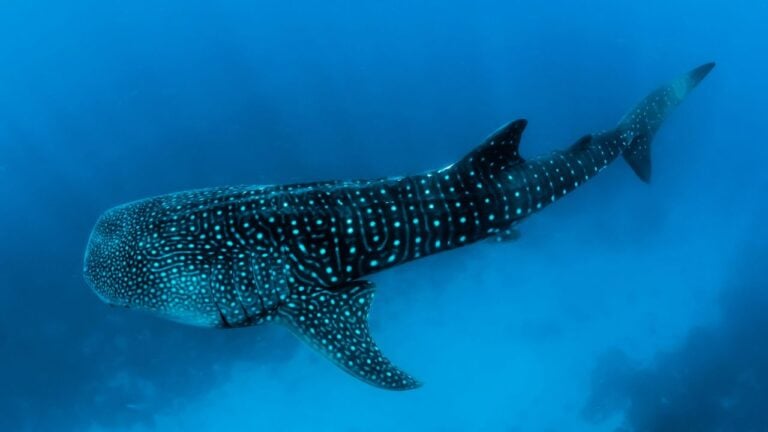 whale-shark.