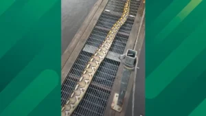 A 14-Foot Python Has Been Pulled From a Baltimore River