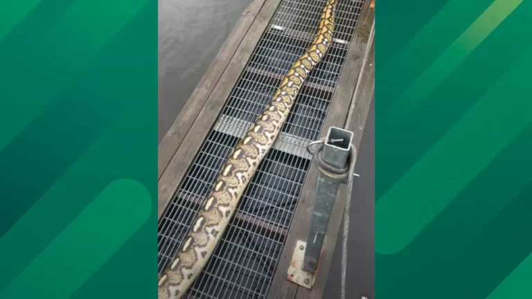14 foot snake found.