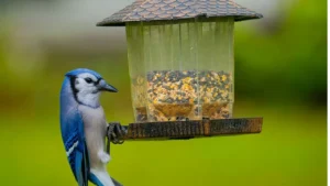 7 Bird Feeder Mistakes That Could Be Spreading Bird Flu in Your Yard