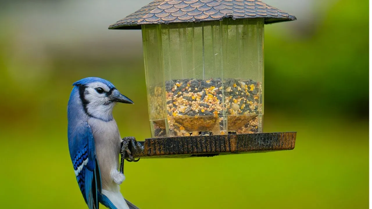 A blue bird perched on a bird feeder.