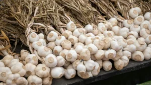 When Should I Plant Garlic? Stop Making These 6 Mistakes This Fall