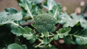 Waiting for The Perfectly Ripe Tomato? 8 Vegetables You’re Probably Picking at the Wrong Time