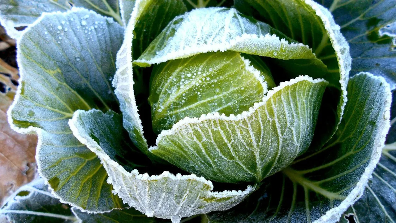 A close up of a green plant with frost on it.