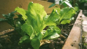 Stop Shutting Down Your Garden Early; It’s Costing You Hundreds