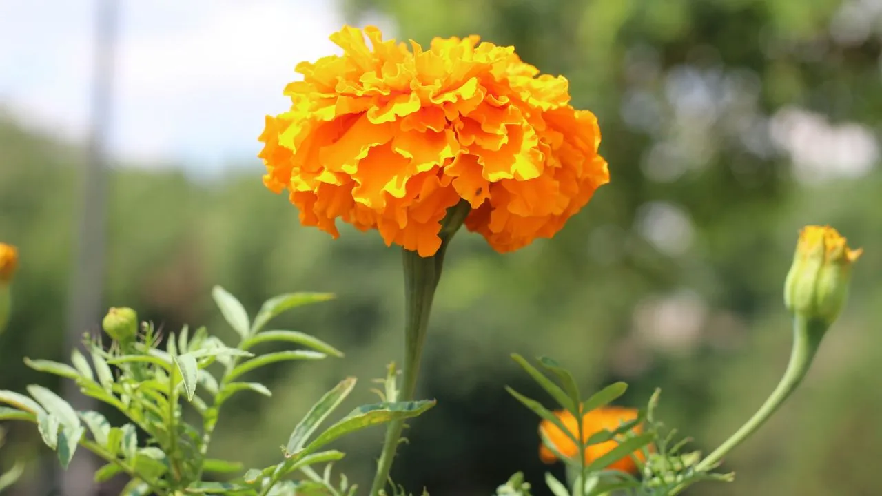 A close up of an orange flower with a blurry background.