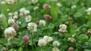 Your Winter Cover Crop Guide: 7 Mistakes to Stop Making Before Fall Ends